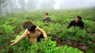 农民在田地里采摘红辣椒镜头视频素材
