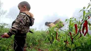 农民在田地里采摘红辣椒镜头视频素材
