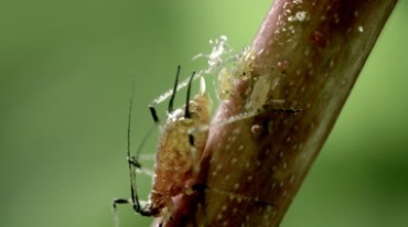 庄稼地农作物害虫蚜虫虫卵特写镜头视频素材
