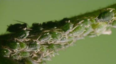 庄稼地农作物害虫蚜虫虫卵特写镜头视频素材
