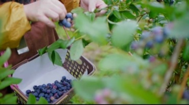 农场蓝莓果园种植园采摘成熟蓝莓视频素材