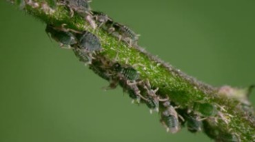 害虫吃庄稼农作物病虫害蚜虫特写镜头视频素材