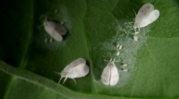 害虫吃庄稼农作物病虫害蚜虫特写镜头视频素材