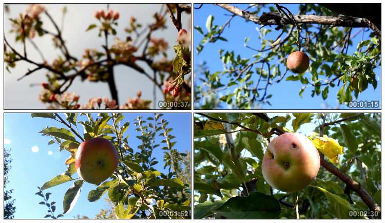 苹果园苹果树开花结果实拍视频素材