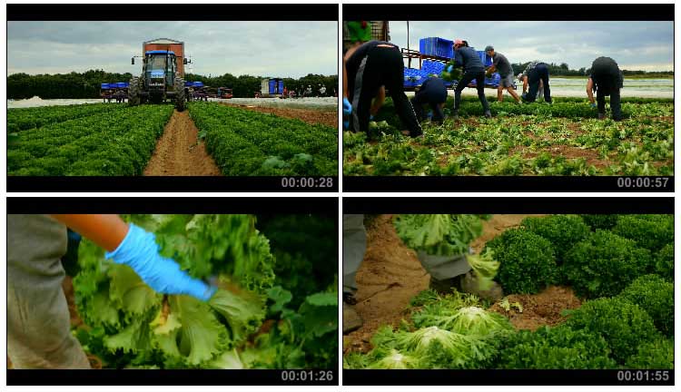 田地收获采摘生菜农场种植园收割蔬菜实拍视频素材