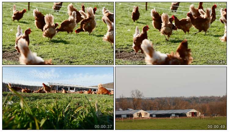 养鸡场一群鸡地里觅食农业畜牧养殖视频素材