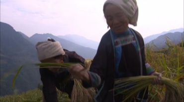 农民丰收梯田水稻收割挑麦子视频素材