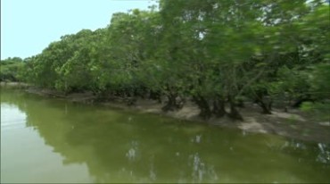 河边树林植树造林种树保护环境实拍视频素材