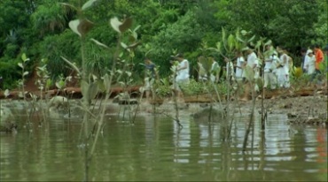 河边树林植树造林种树保护环境实拍视频素材