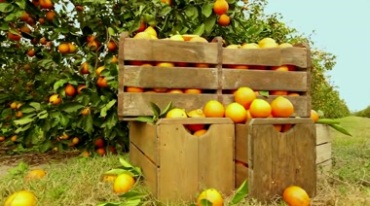 橙子丰收季节鲜橙种植果园宣传片视频素材