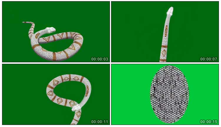 白蛇游动白色眼镜蛇抬头吐信子绿幕后期特效视频素材