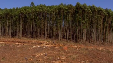 砍伐森林砍树木头实拍视频素材