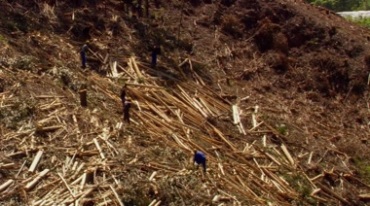 砍伐森林砍树木头实拍视频素材
