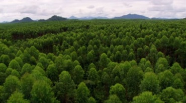 森林树林绿树航拍视频素材