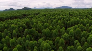 森林树林绿树航拍视频素材