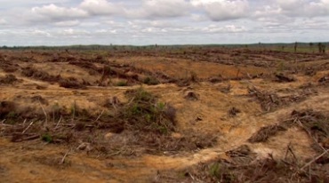 遭受砍伐的森林一片荒芜黄土外露航拍视频素材