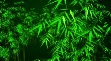 翠绿色竹子竹林竹叶动态背景(有音乐)视频素材