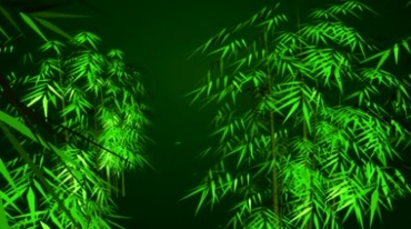 翠绿色竹子竹林竹叶动态背景(有音乐)视频素材