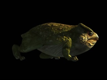 癞蛤蟆青蛙爬行透明通道免抠像后期特效视频素材