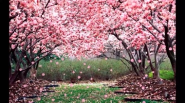 桃花园林枝繁叶茂桃花瓣飘落视频素材