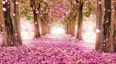 老树桃树行道树花瓣铺满大道背景视频素材