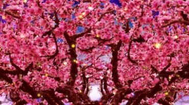 桃树林桃花满枝头粉色花朵推进背景视频素材