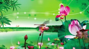 池塘荷塘花苞荷叶荷花蜻蜓自然美景视频素材