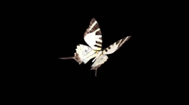 黑白花纹蝴蝶拍打翅膀后期抠像特效视频素材