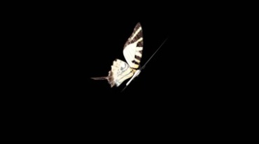 黑白花纹蝴蝶拍打翅膀后期抠像特效视频素材