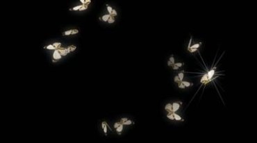 发光蝴蝶群飞舞透明通道后期抠像特效视频素材