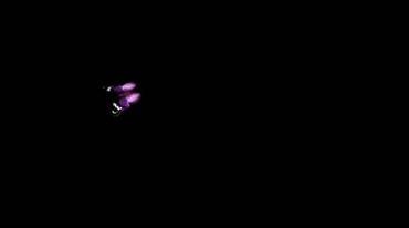 一只紫蝴蝶彩蝶空中飞舞透明通道后期特效视频素材
