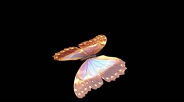 蝴蝶飞蛾彩色大翅膀透明通道黑屏抠像特效视频素材