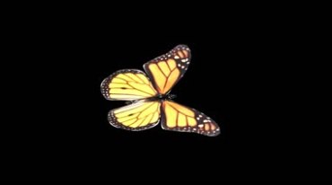 彩色蝴蝶花蝴蝶透明通道黑屏抠像后期特效视频素材