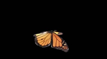 彩色蝴蝶花蝴蝶透明通道黑屏抠像后期特效视频素材