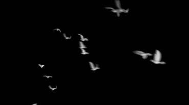 一群白鸽飞过进场离场透明通道后期特效视频素材