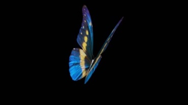 蓝色花蝴蝶彩蝶扇动翅膀后期抠像特效视频素材