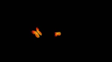 两只火红蝴蝶飞舞追逐后期抠像特效视频素材