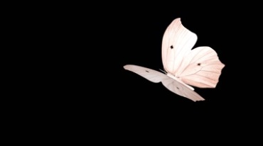 白色蝴蝶拍打翅膀透明通道黑屏抠像特效视频素材