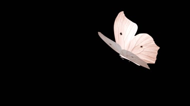 白色蝴蝶拍打翅膀透明通道黑屏抠像特效素材
