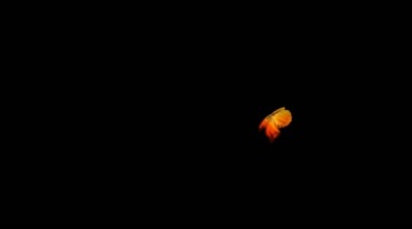 一只飞过的火红色蝴蝶黑屏抠像透明通道特效视频素材