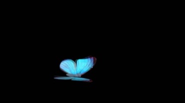 一只蓝色采蜜蝴蝶空中飞舞透明通道后期特效视频素材