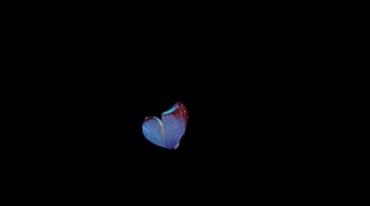 一只蓝色采蜜蝴蝶空中飞舞透明通道后期特效视频素材