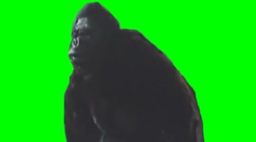 金刚猩猩发怒绿屏抠像影视特效视频素材