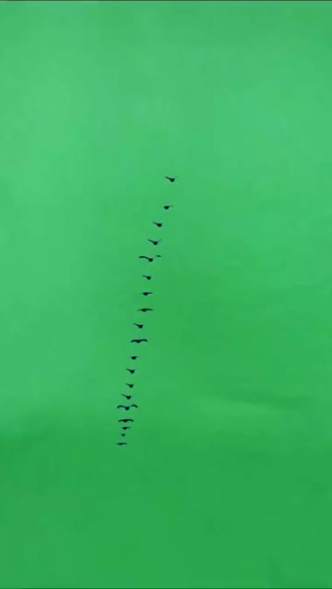 大雁群变成爱心组队飞行绿布抠像特效视频素材