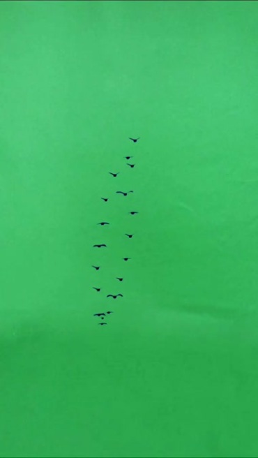 大雁群变成爱心组队飞行绿布抠像特效视频素材