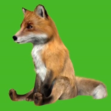 狐狸坐着生气喘气绿屏抠像后期特效视频素材