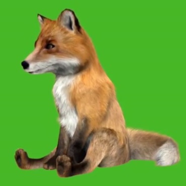 狐狸坐着生气喘气绿屏抠像后期特效视频素材