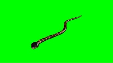 毒蛇爬行绿屏抠像后期特效视频素材