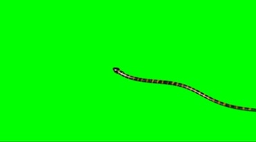 毒蛇爬行绿屏抠像后期特效视频素材