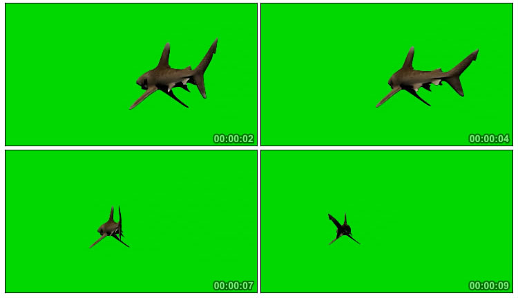 鲨鱼水中游动远离游远背影绿屏抠像后期特效视频素材